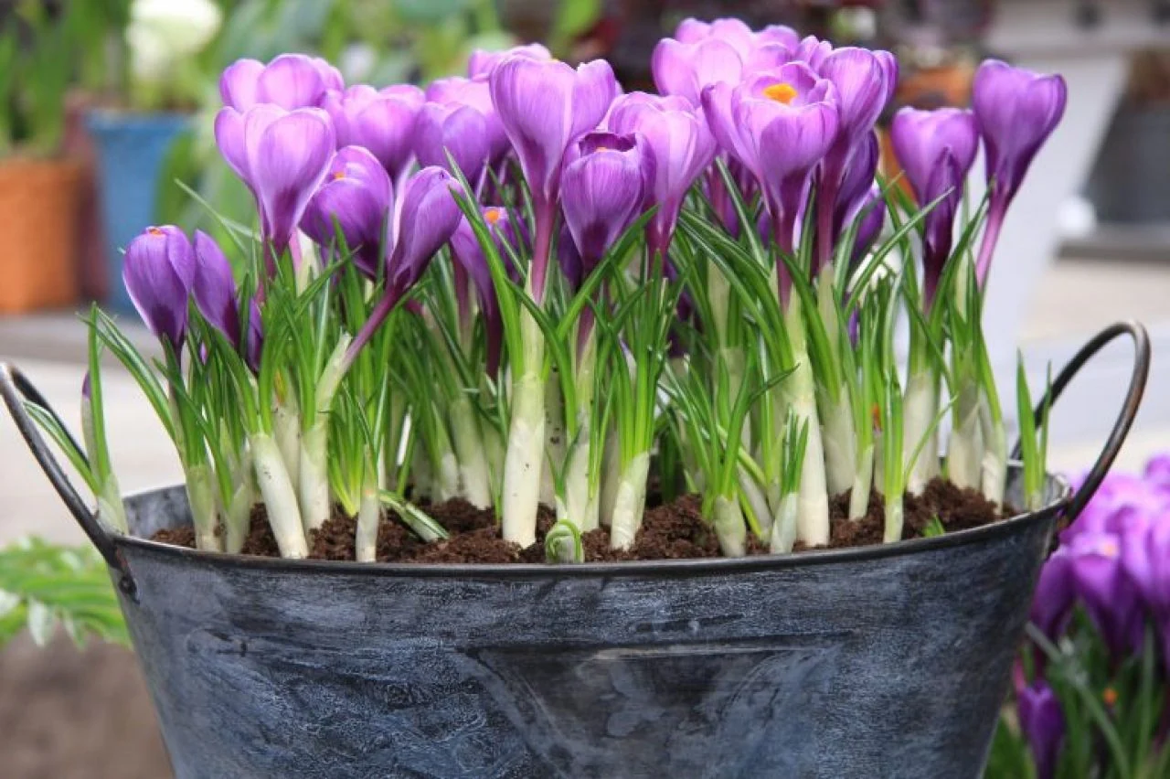 Jaro ve znamení květin. Které rostlinky vám nejlépe zkrášlí balkon, terasu nebo zahradu?