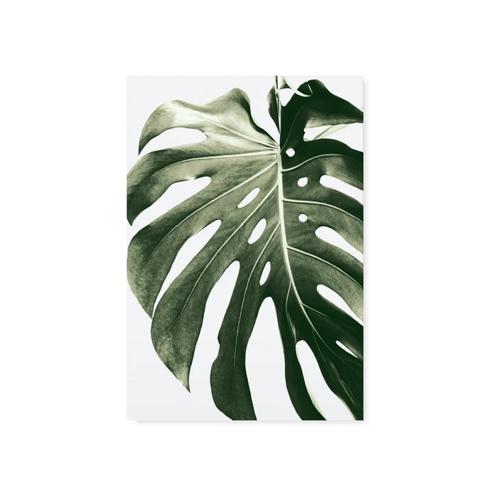 TAFELGUT / Pohlednice Monstera