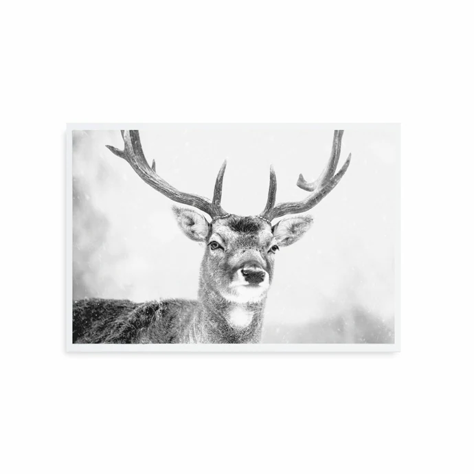 TAFELGUT / Pohľadnica Deer