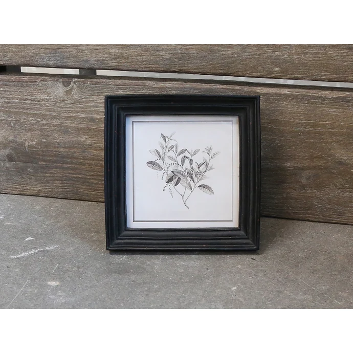 Chic Antique / Botanický obrázok v rámčeku Black 16x16 cm