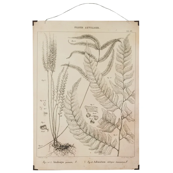 IB LAURSEN / Botanický obraz Fern leaves 50x70 cm