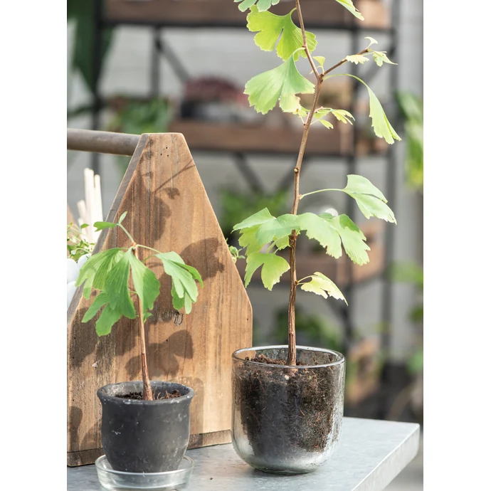 Ib Laursen / Skleněný obal na květináč 10cm