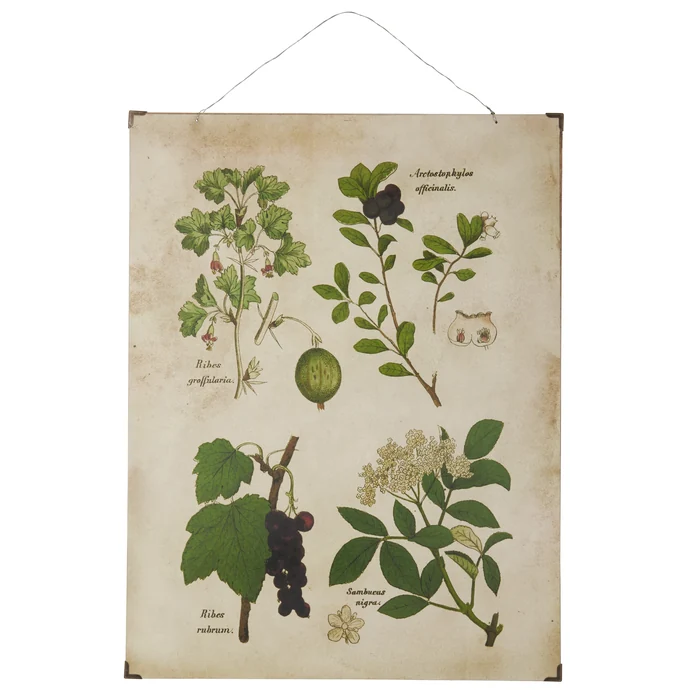 IB LAURSEN / Botanický obraz Berries 46x60 cm