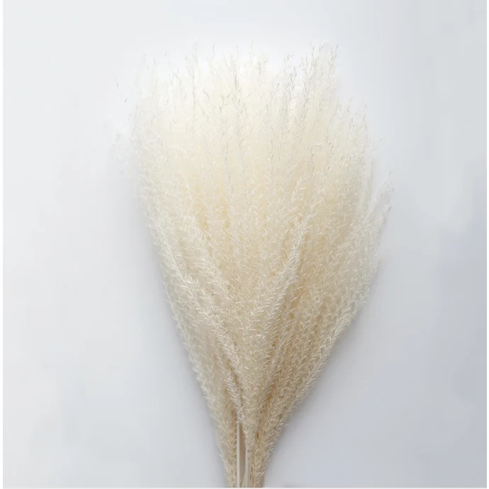 COOEE Design / Dekorativní sušené květy Feather Pampas White 200 g