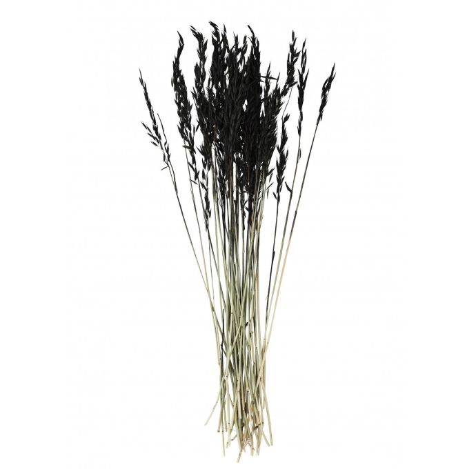 MADAM STOLTZ / Dekorativní sušené květy Black 85cm