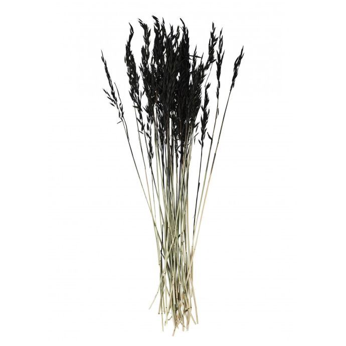 MADAM STOLTZ / Dekoratívne sušené kvety Black 85 cm