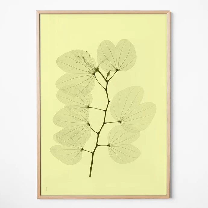 Fine Little Day / Autorský plakát Orkidebauhinia 70 × 100 cm