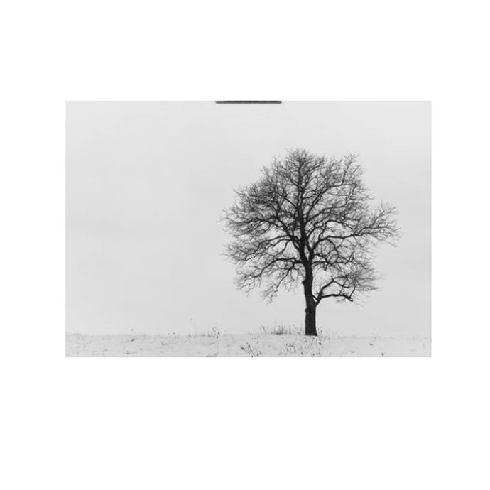 TAFELGUT / Plakát Winter Tree 30 × 42 cm