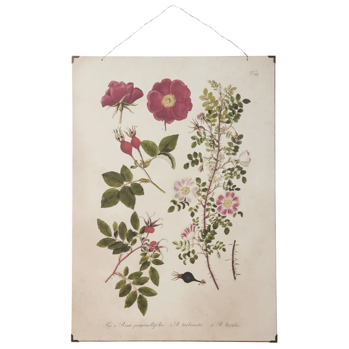 IB LAURSEN / Botanický obraz Roses 50x70 cm