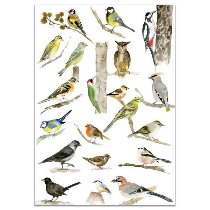MANKAI Paper / Plakát s ptáčky A3 Birds
