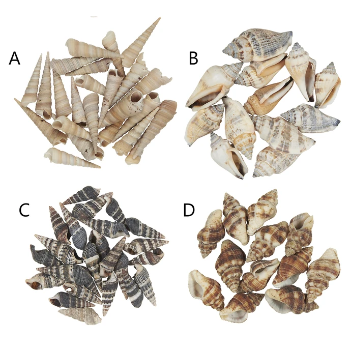 IB LAURSEN / Dekoratívne mušličky – 4 druhy