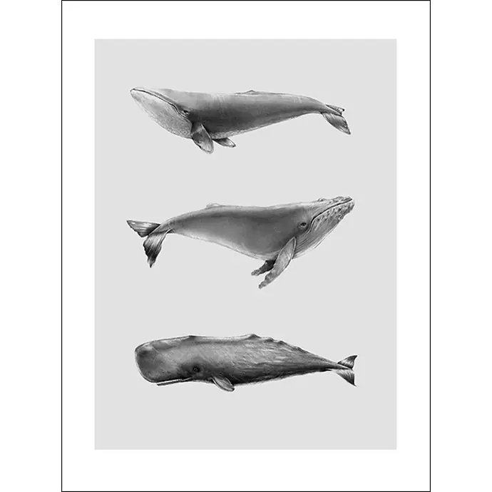 Magdalena Tyboni DESIGN / Plagát Whales 30 x 40 cm