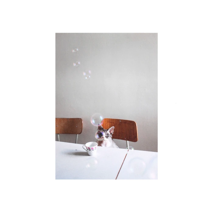 Fine Little Day / Obrázok s mačkou Hiro