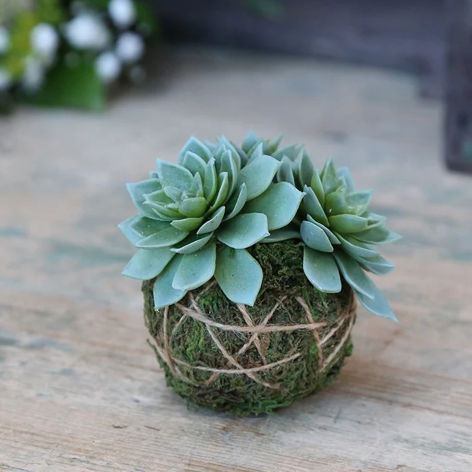 Chic Antique / Dekoratívna kokedama so sukulentom