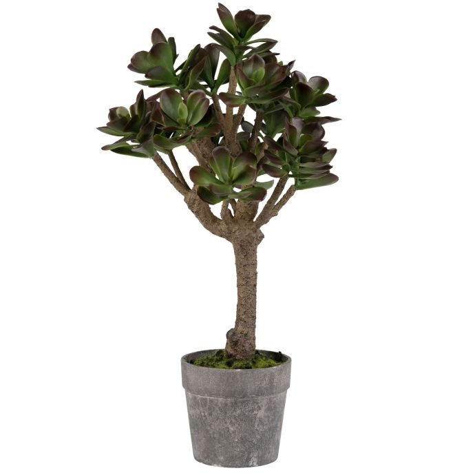 CÔTÉ TABLE / Dekoratívny tučnolist Plante Kalanchoe