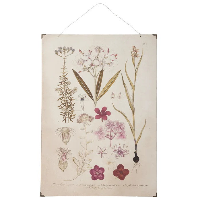 IB LAURSEN / Botanický obraz Pink flowers 50x70 cm