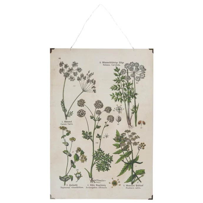 IB LAURSEN / Botanický obraz Meadow Flower 40 x 60 cm