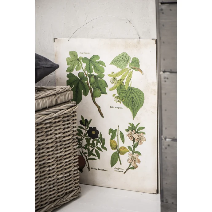 Botanický obraz Fig and fruits 46x60 cm