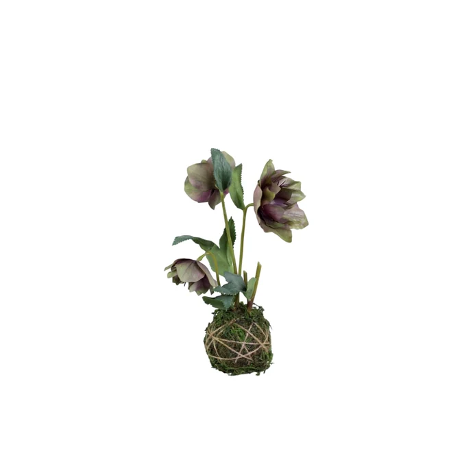 Dekorativní květina Hellebores Mossball 22 cm