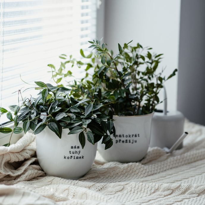 Porcelánový obal na květináč Mám tuhý kořínek 13 cm