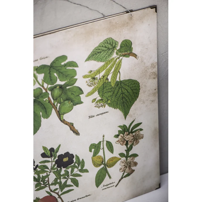 Botanický obraz Fig and fruits 46x60 cm