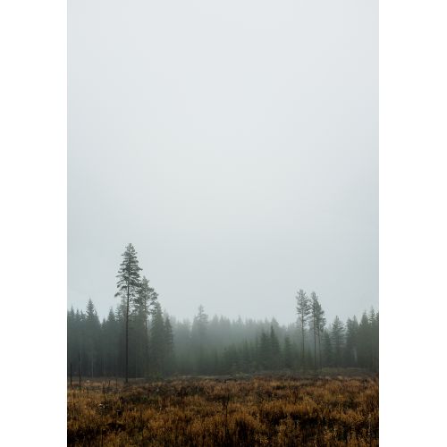 Plakát skandinávského lesa Skog 70 x 100 cm