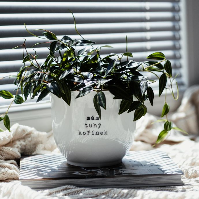 Porcelánový obal na květináč Mám tuhý kořínek 13 cm