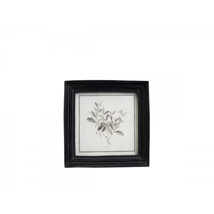 Botanický obrázek v rámečku Black 16x16 cm