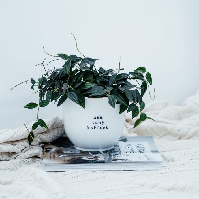 Porcelánový obal na květináč Mám tuhý kořínek 13 cm