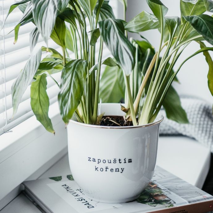Porcelánový obal na květináč Zapouštím kořeny 13 cm