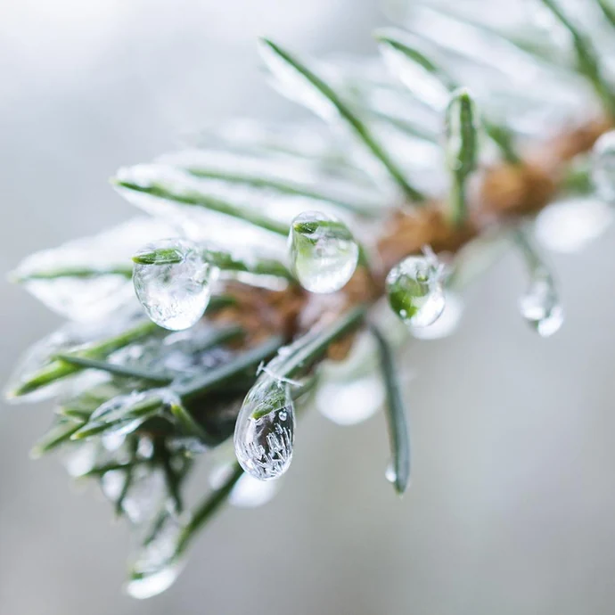 Svíčka ve skle Frozen Fir - malá