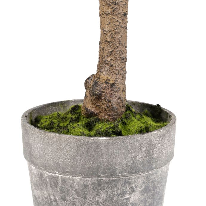 Dekorativní tlustice Plante Kalanchoe