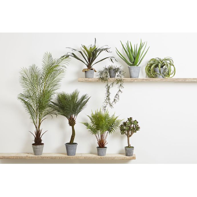 Dekorativní tlustice Plante Kalanchoe