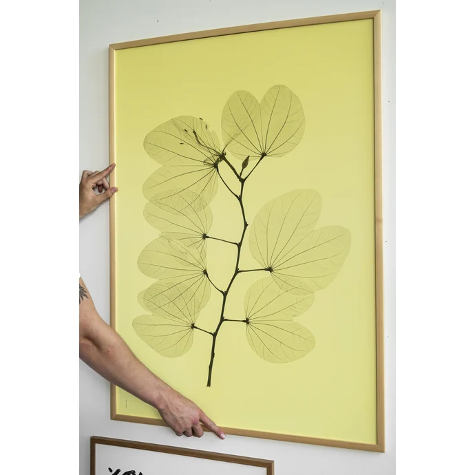 Autorský plakát Orkidebauhinia 70×100 cm