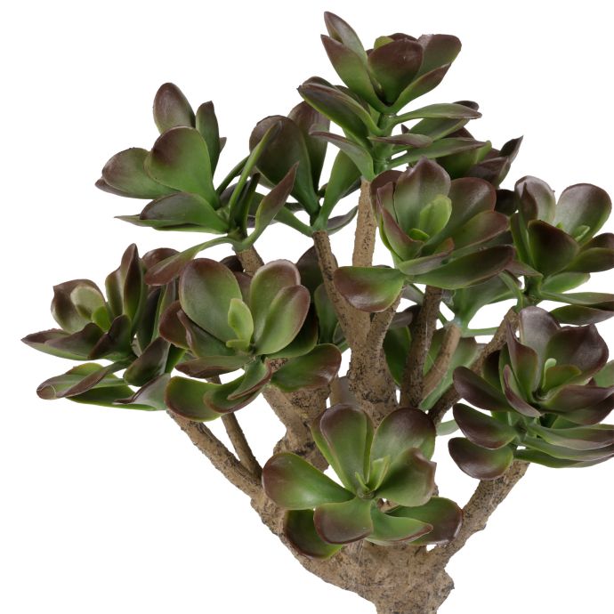 Dekorativní tlustice Plante Kalanchoe