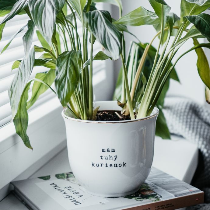 Porcelánový obal na květináč Mám tuhý korienok 13 cm - SK