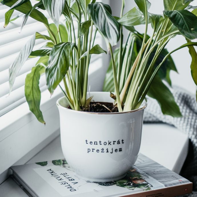 Porcelánový obal na květináč Tentokrát prežijem 13 cm - SK