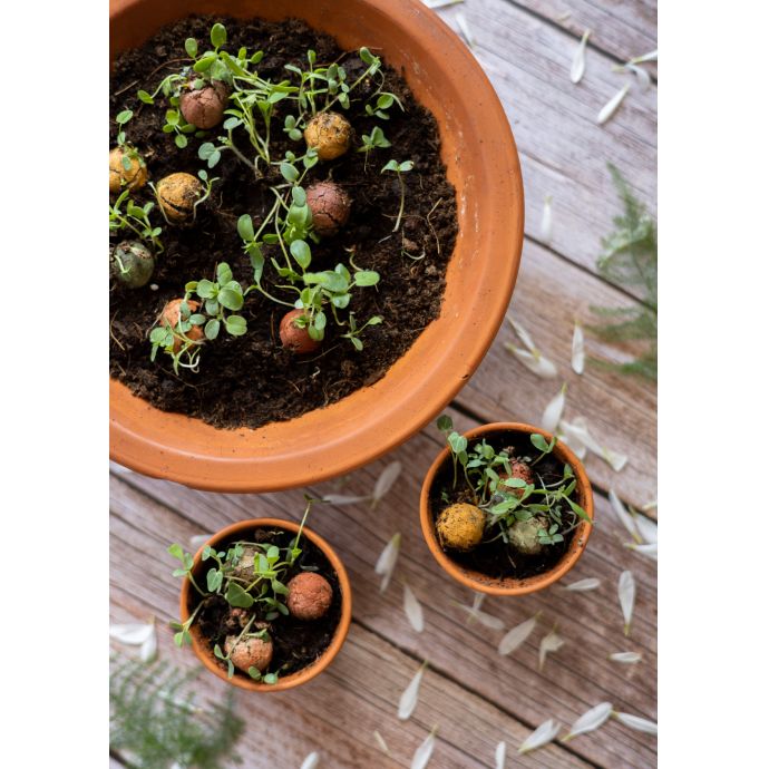 Sada semínek divokých květin Blossombs Mini - 4 ks