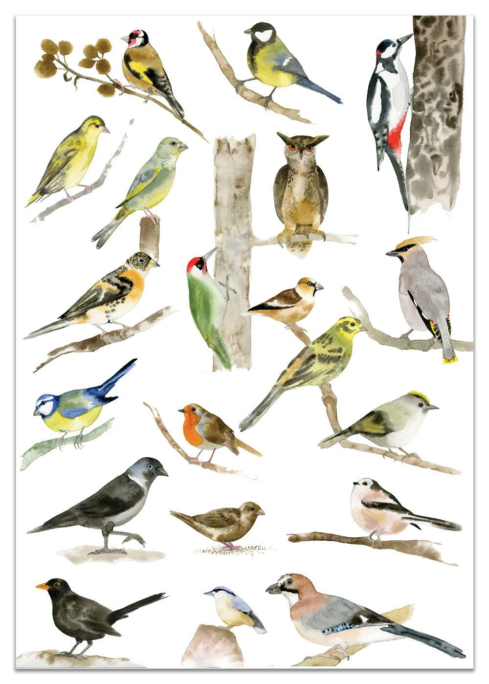 MANKAI Paper Plakát s ptáčky A3 Birds, multi barva, papír