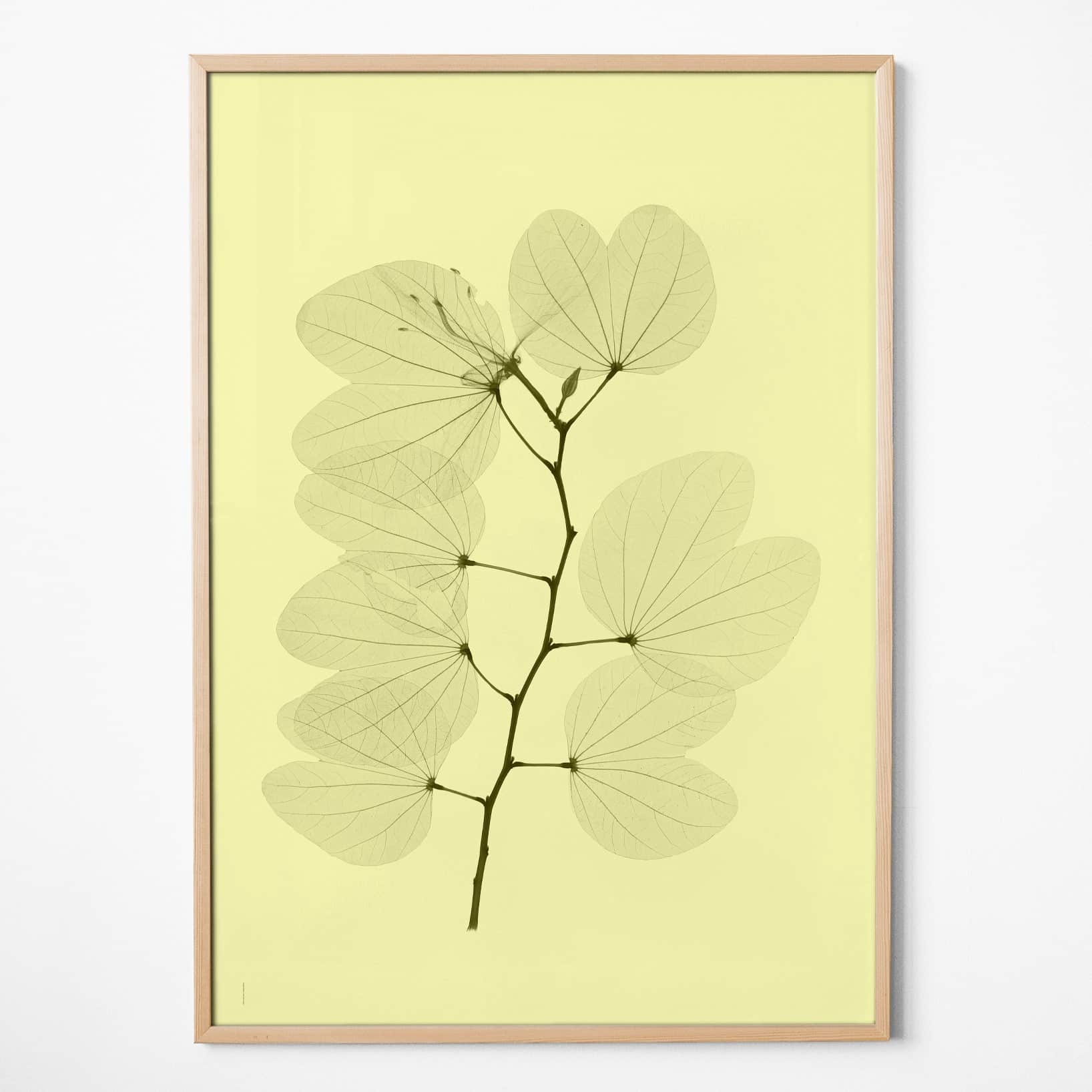 Fine Little Day Autorský plakát Orkidebauhinia 70×100 cm, žlutá barva, papír