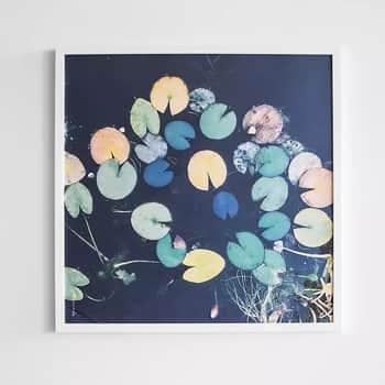 Plakát Water lilies 50x50 cm
