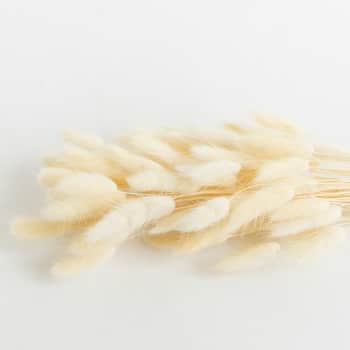 Dekoratívne sušené kvety Lagurus White 200 g
